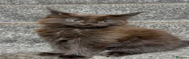 Maine Coon 3