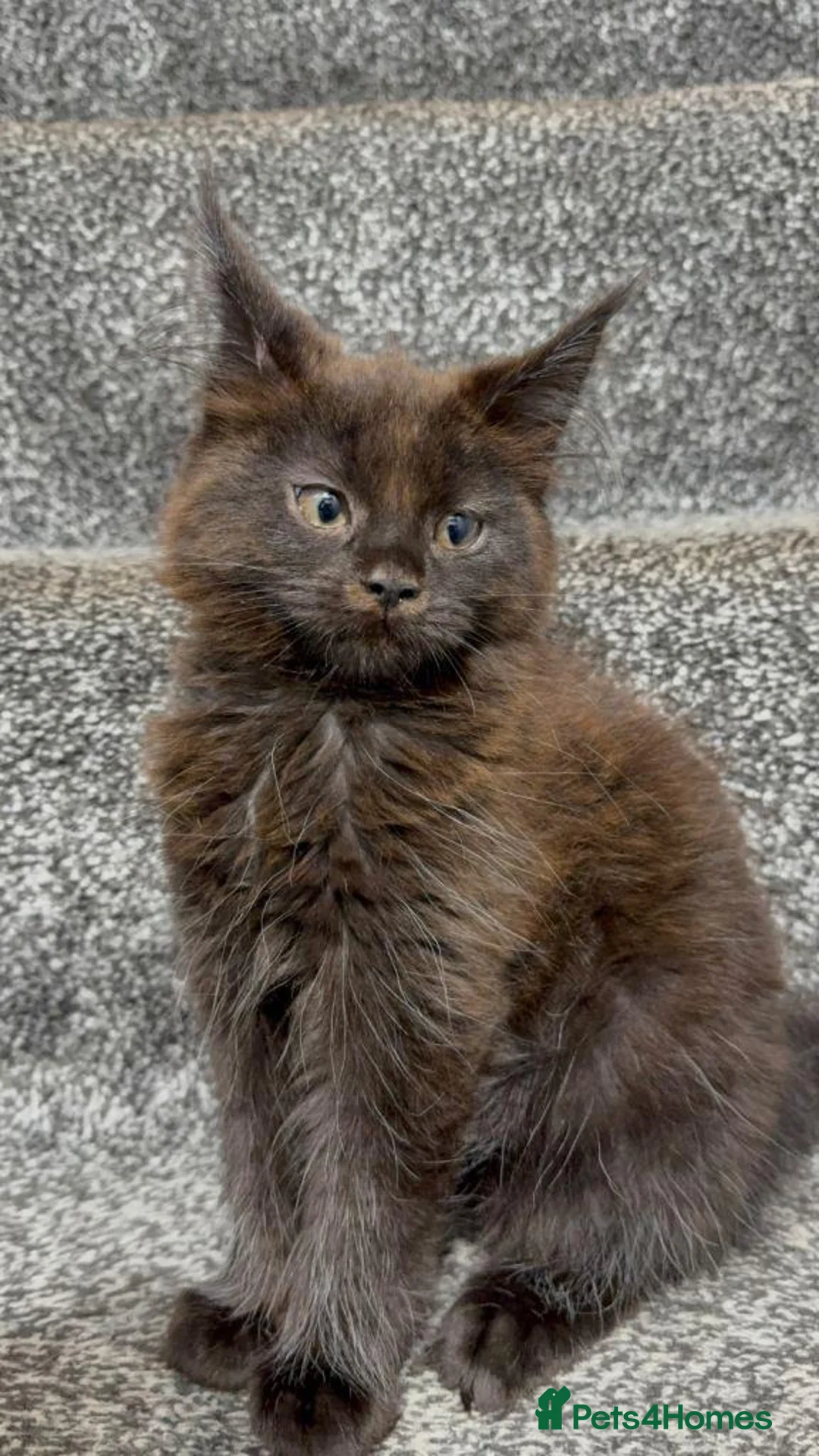 Maine Coon cats for sale: STUNNING MAINE COON KITTENS in Birmingham - Advert 5