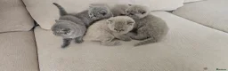 British Shorthair cats for sale: GCCF BSH Lovely Kittens - Advert 7