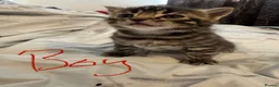 Mixed Breed cats for sale: Bengal cross  in Holt - Advert 13