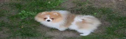 Pomeranian dogs for sale: PACO - Beautiful Pomeranian Boy - Advert 20