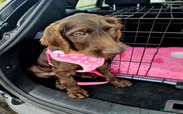 Mixed Breed dogs for sale: Poodle/pointer puppies in Cumnock - Image 7