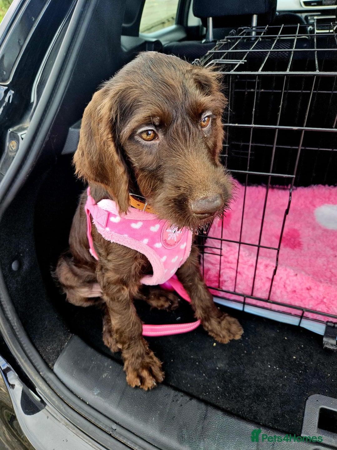 Mixed Breed dogs for sale: Poodle/pointer puppies in Cumnock - Image 7