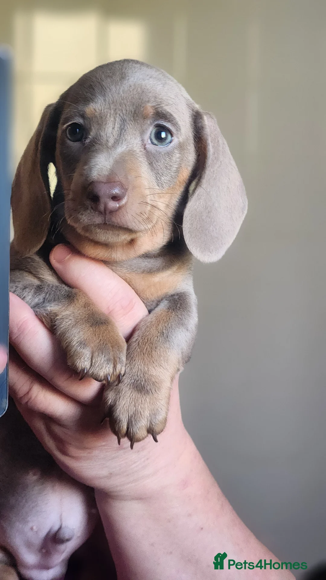 Miniature Dachshund dogs for sale: Last boy standing ..!! - Advert 7