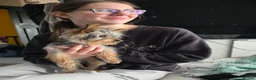 Yorkshire Terrier dogs for sale: Yorkshire terrier toy 6 months old female - Advert 4