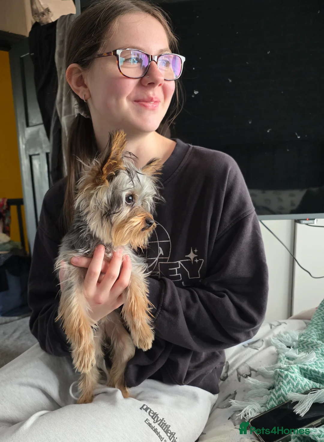 Yorkshire Terrier dogs for sale: Yorkshire terrier toy 6 months old female - Advert 4