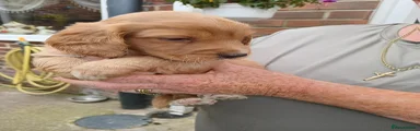 Cockapoo 3