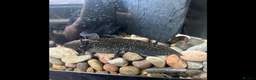 Other/Mixed Breed fish for sale: Axolotl - Advert 1