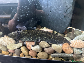 Other/Mixed Breed fish Axolotl - Advert 15