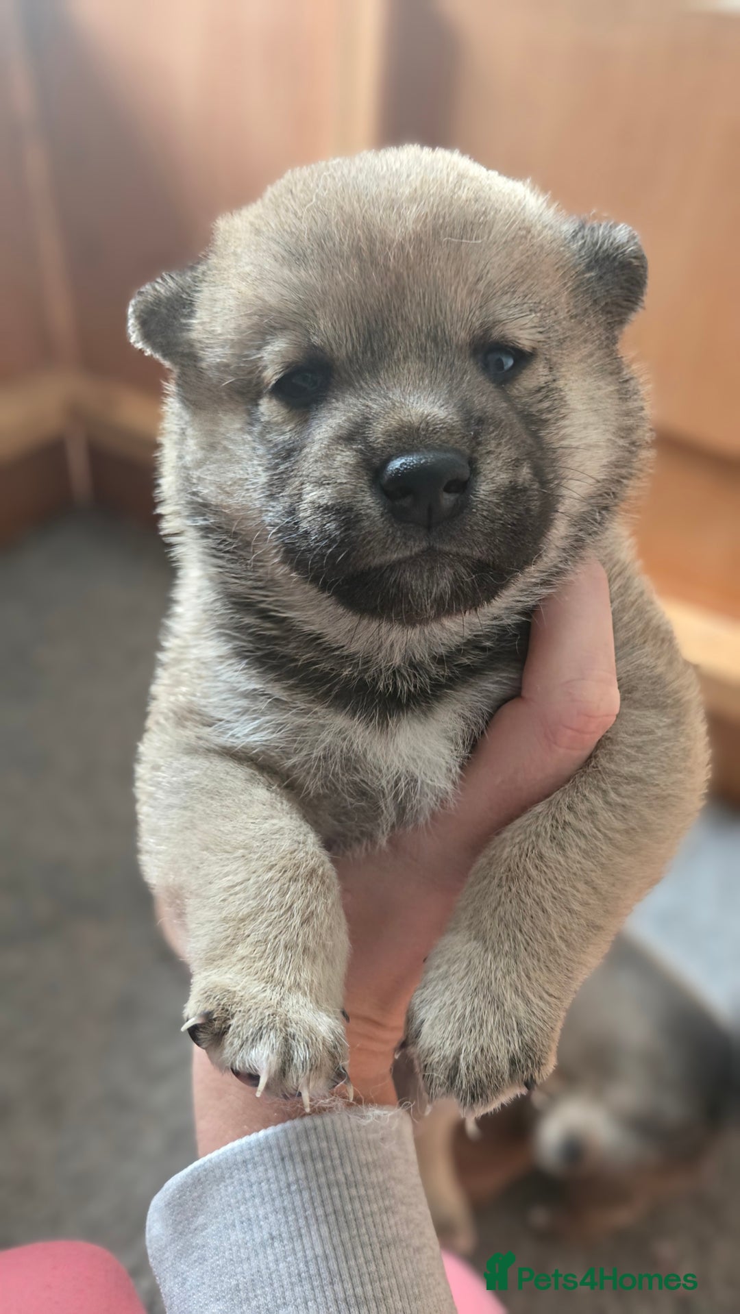 Japanese Shiba Inu dogs for sale: 4 Stunning sesame shibas pups ❤️ - Image 15