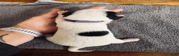 Jack Russell dogs for sale: 1 lovely little girl Jack russell  - Advert 8