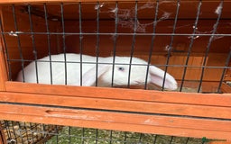 French Lop rabbits for sale: French lop bunny and hutch - Image 8