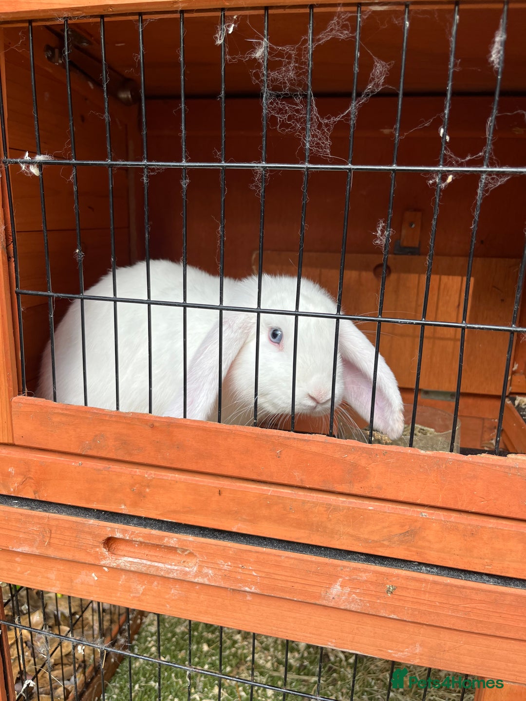 French Lop rabbits for sale: French lop bunny and hutch - Image 8