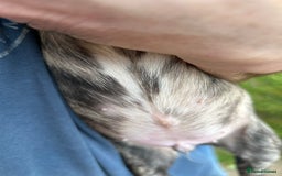 English Bull Terrier dogs for sale: English Bull Terrier Pups(Small Umbilical Hernias) - Image 10