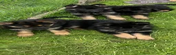 German Shepherd dogs for sale: German shepherd puppies  - Advert 4