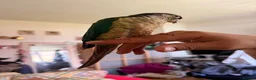Conures birds for sale: Friendly & Tame 2-YearTurquoise Green Cheek Conure - Advert 6