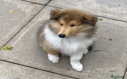 Rough Collie dogs for sale: ROUGH COLLIE SABLE AND WHITE PUPPIES - Image 20