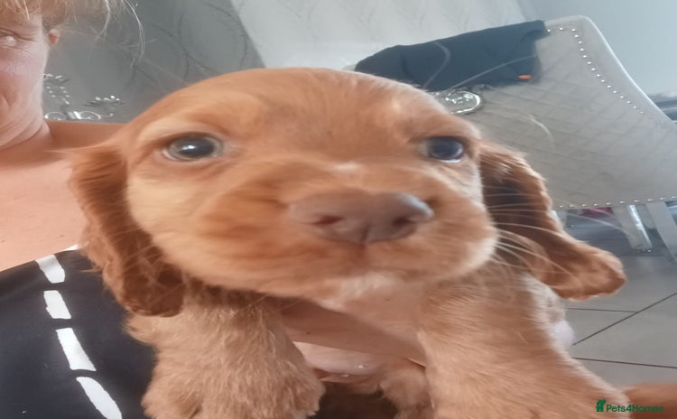 Cocker Spaniel dogs - Advert 4