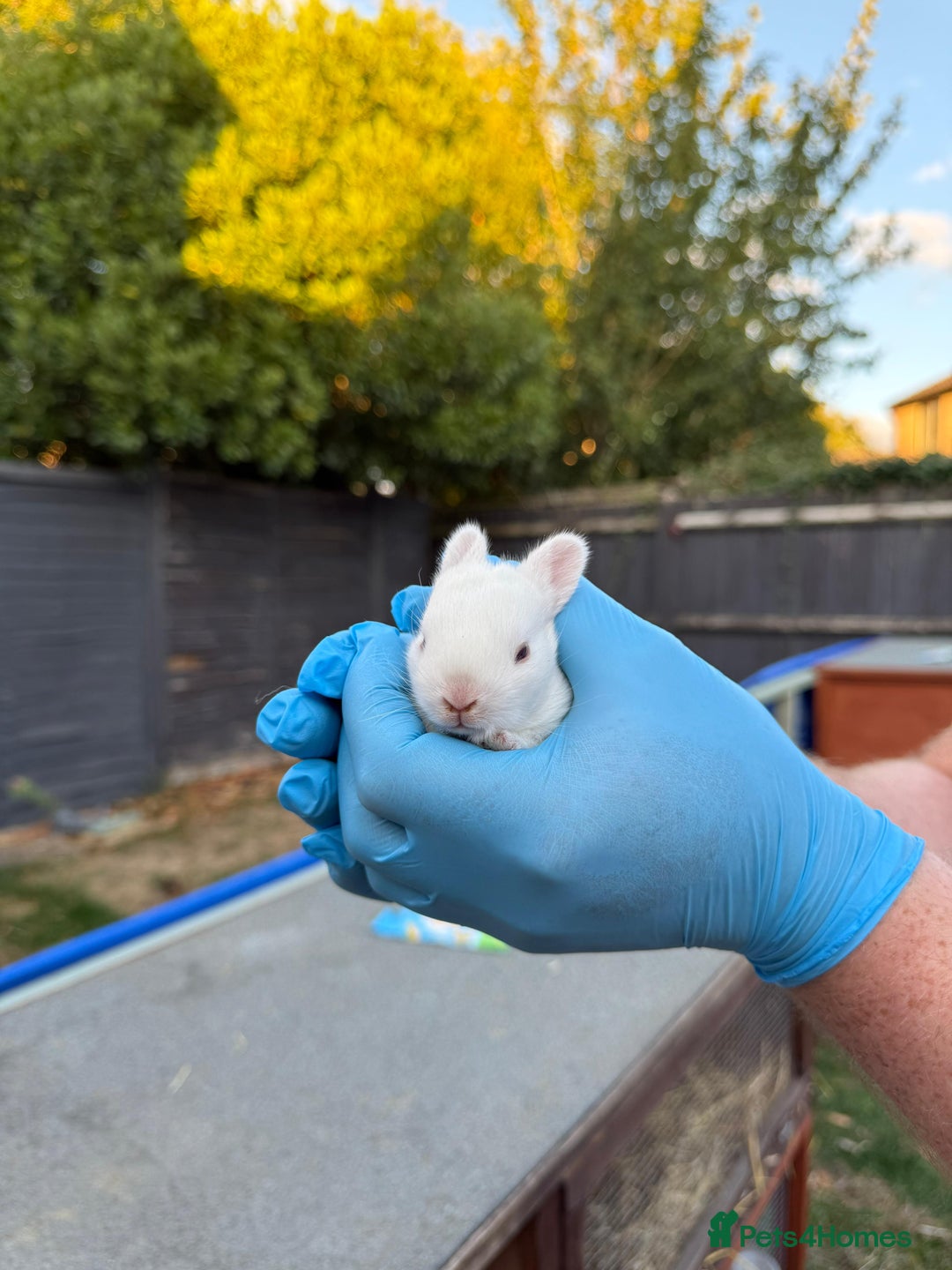 Lionhead rabbits for sale: 4x beautiful lion head bunnies for sale - Image 9