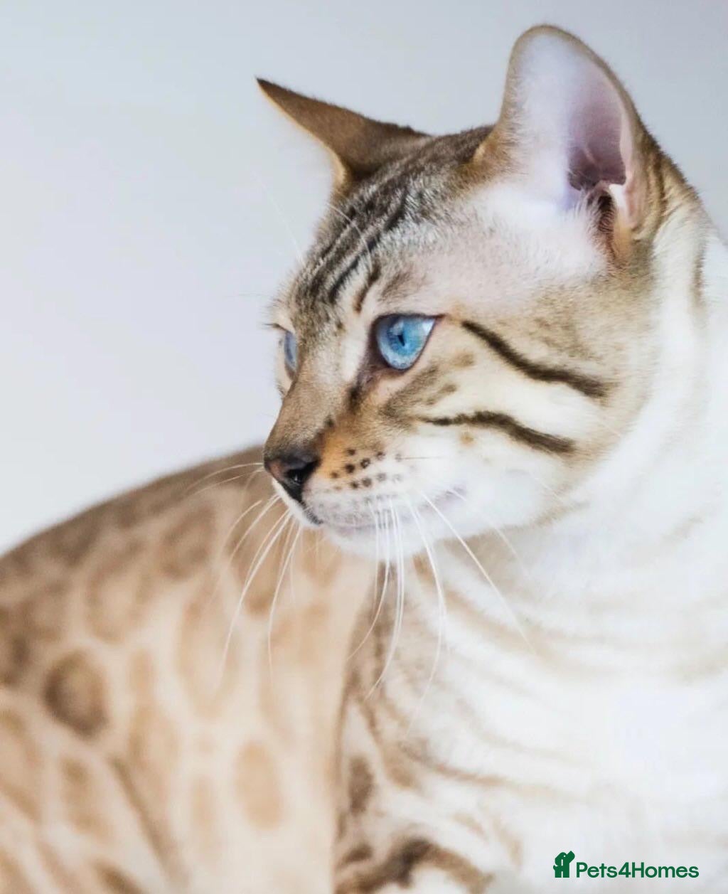 Bengal cats Beautiful Bengal kittens blue eyes - Advert 2