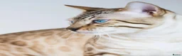 Bengal cats for sale: Beautiful Bengal kittens blue eyes - Advert 2