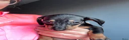 Dachshund dogs for sale: 🩷🩷🩷 DACHSHUNDS GIRLS 🩷🩷🩷 - Advert 3