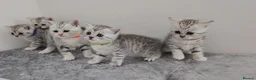 British Shorthair cats for sale: 🏆 Pedigree Silver British Shorthair Kittens 🏆 - Advert 4