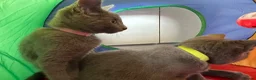 Russian Blue cats for sale: Russian Blue Kittens  - Advert 28