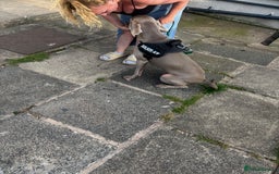 Weimaraner dogs for sale: Beautiful weimanaer bitch - Image 9