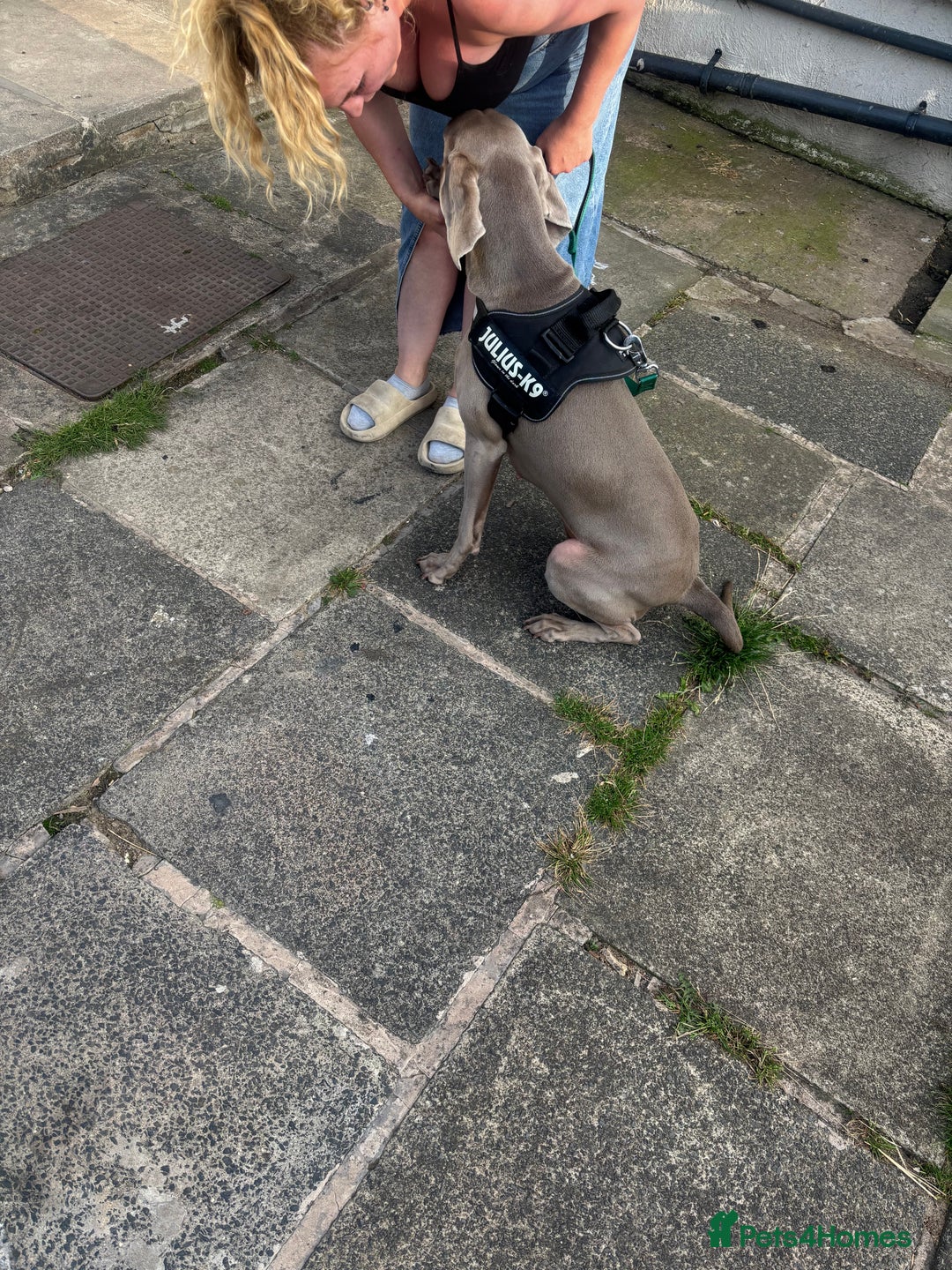 Weimaraner dogs for sale: Beautiful weimanaer bitch - Image 9
