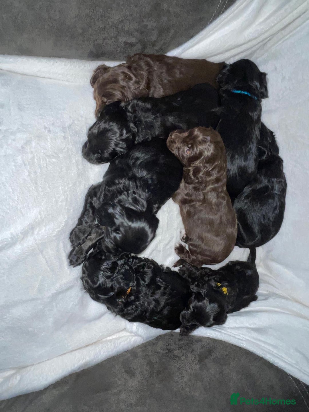 Cockapoo dogs for sale: Cockapoo Puppies Looking For Their Forever Homes💕 - Advert 9