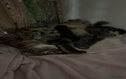 British Shorthair cats for sale: Black girl kitten - Image 3