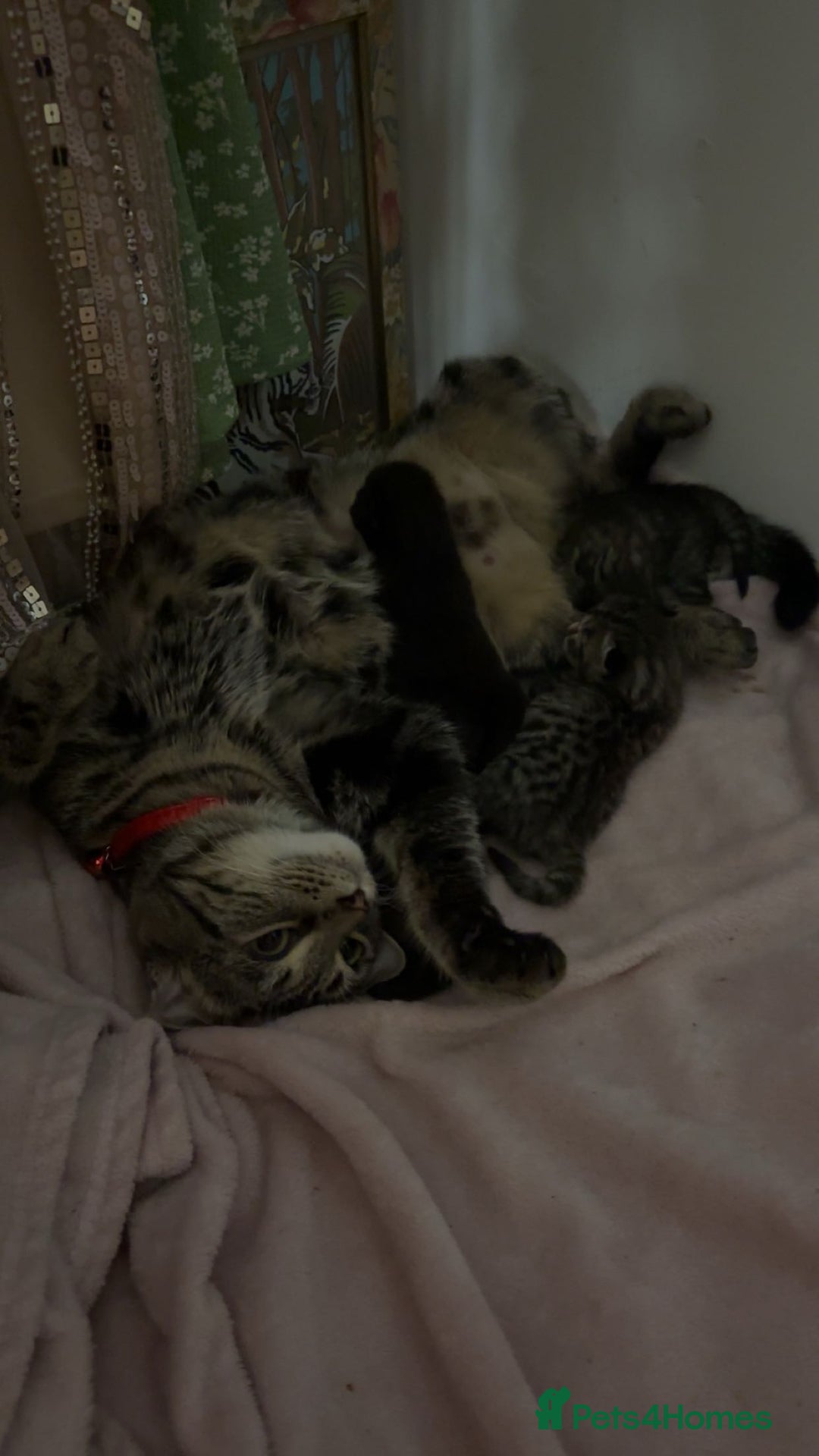 British Shorthair cats for sale: Black girl kitten - Image 3