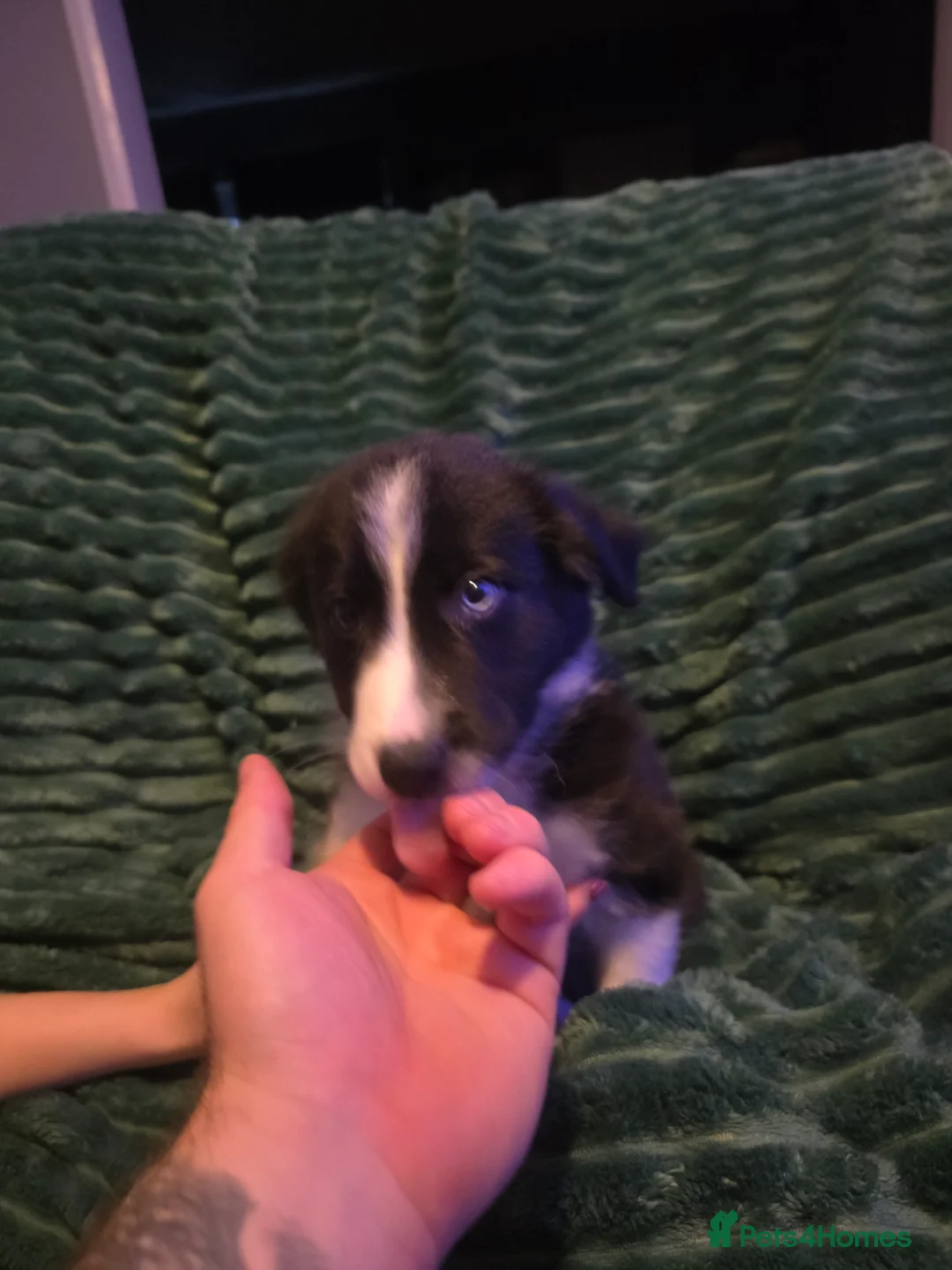 Border Collie dogs for sale: Border collie pups  - Advert 12