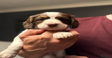 Cocker Spaniel dogs - Advert 12