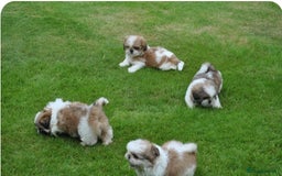 Shih Tzu dogs for sale: STUNNING HEALTH CHECKED AND DNA TESTED - Image 1