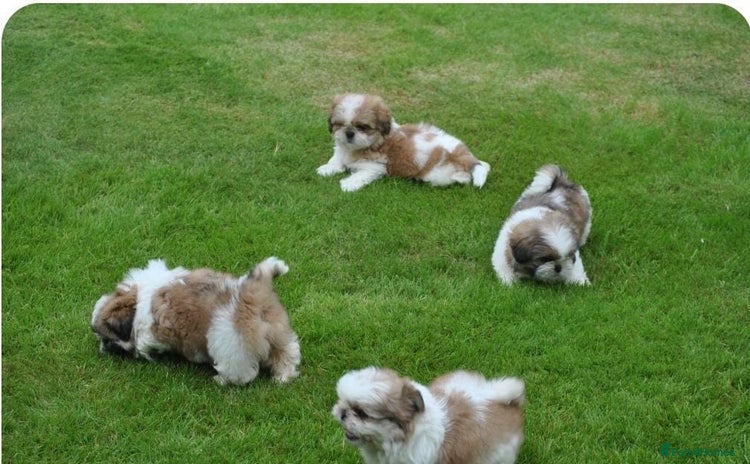 Shih Tzu dogs - Advert 4