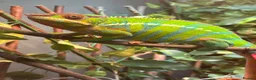 Chameleon reptiles for sale: Male blue bar - Advert 2