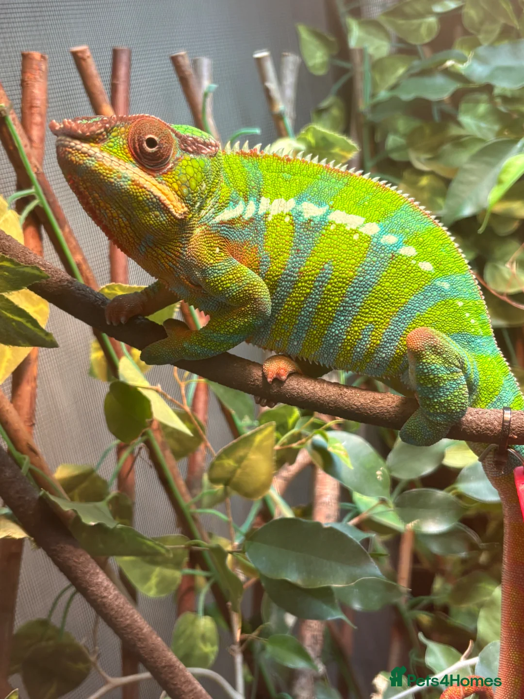 Chameleon reptiles for sale: Male blue bar - Advert 2