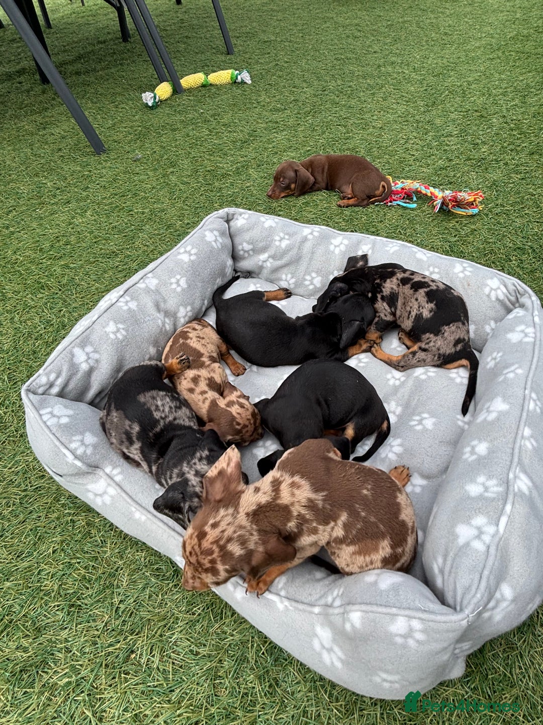 Dachshund dogs for sale: Dachshund Puppies  - Image 5