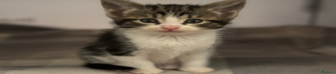 Domestic Shorthair Kitten 2 (Mars) RESERVED