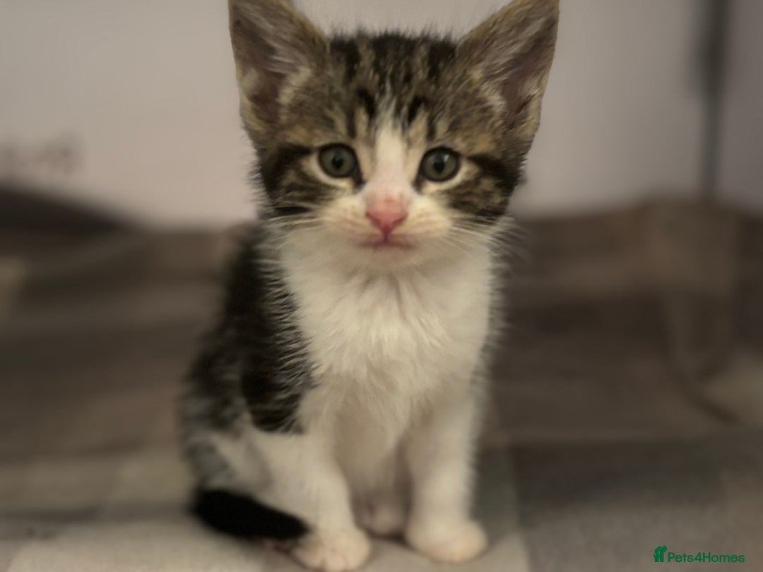 Domestic Shorthair cats for sale: Beautiful friendly Kittens  - Image 18