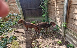 Patterdale Terrier dogs for sale: Patterdale Terrier pup - Image 6