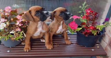 Boxer dogs - Advert 15