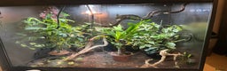 Chameleon reptiles for sale: Male veiled chameleon  - Advert 3