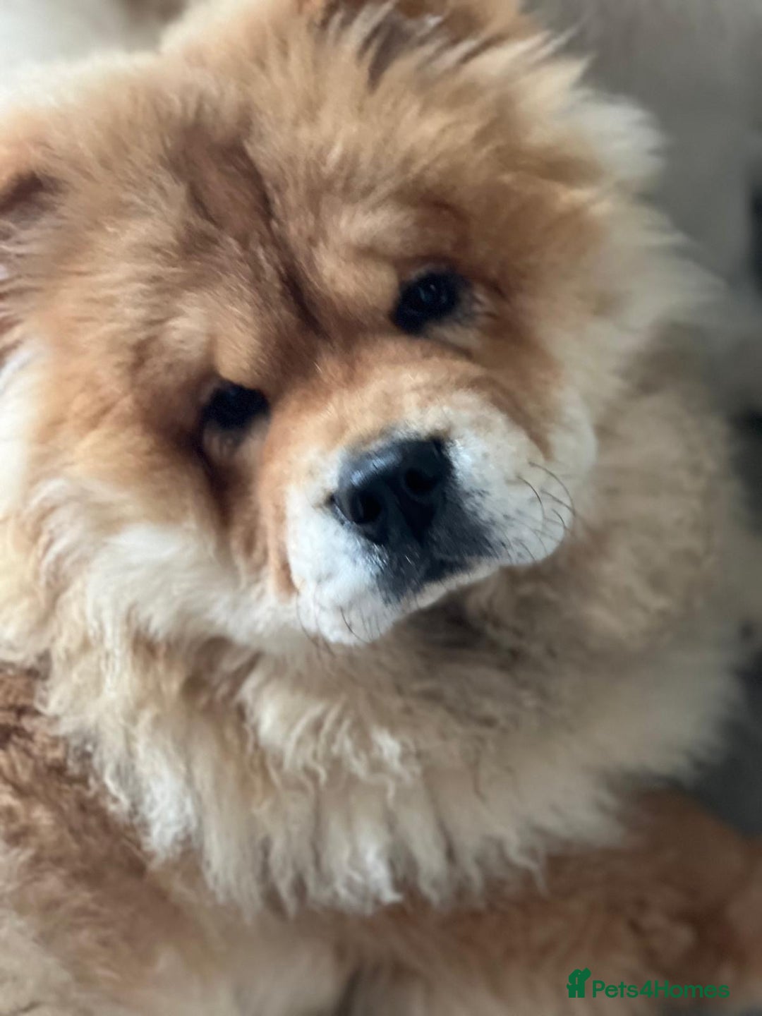 Chow Chow dogs for stud: 2 Gorgeous males for stud  - Advert 7