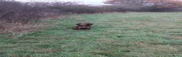 Cocker Spaniel dogs for sale: Chocolate and tan cocker spaniel  - Advert 1