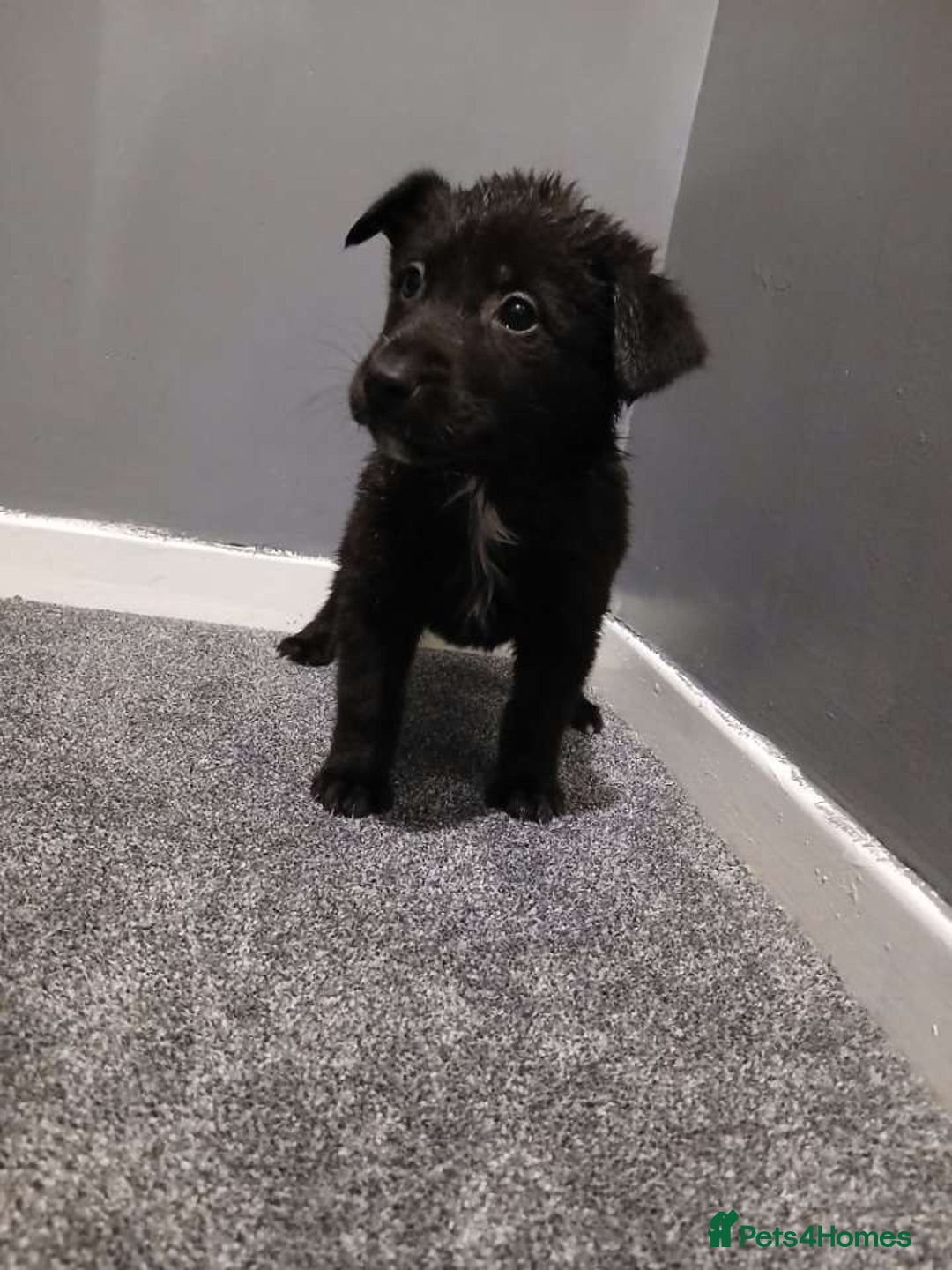 Mixed Breed dogs for sale: German Shepherd x huskita.  - Image 9