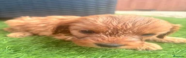 Cavapoo 1