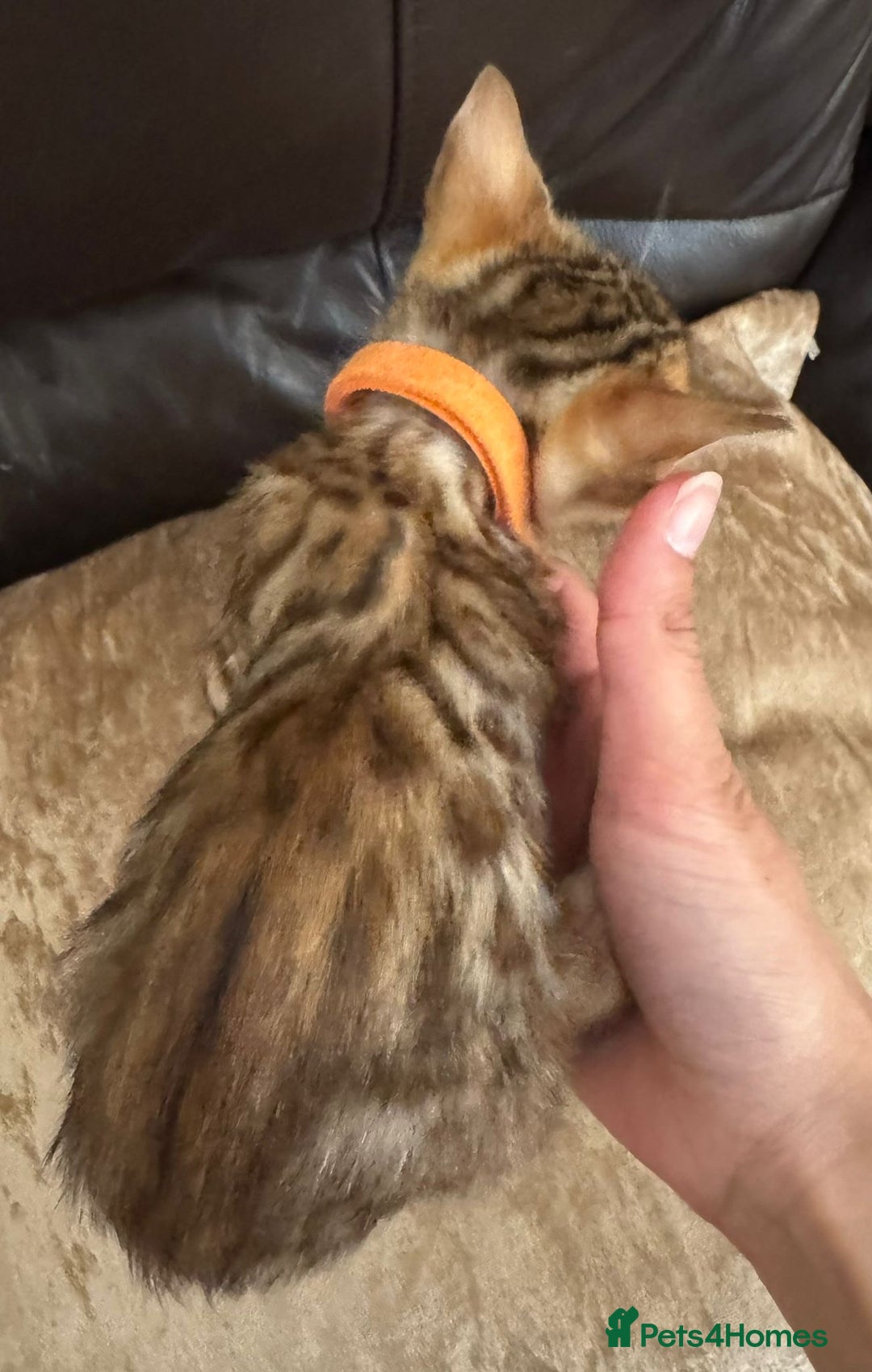 Bengal cats for sale: Pure SBT Charcoal Silver Bengal Kittens  - Image 10